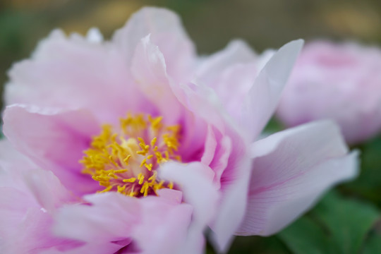 牡丹花特写