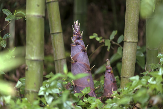 竹林竹笋生长金竹笋