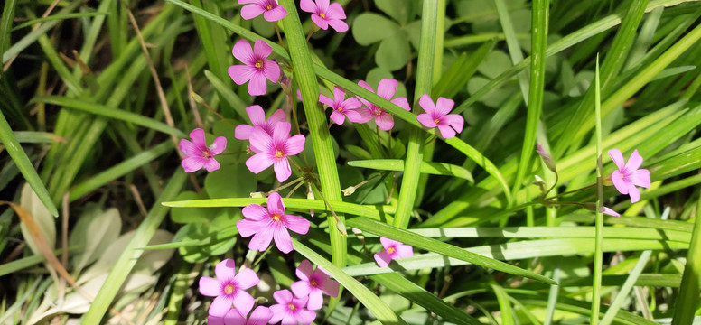 野菊花