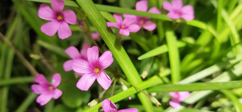 红色野菊花