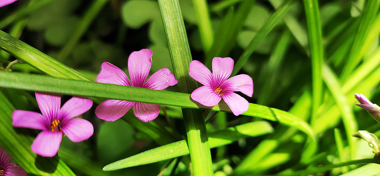 红色野菊花