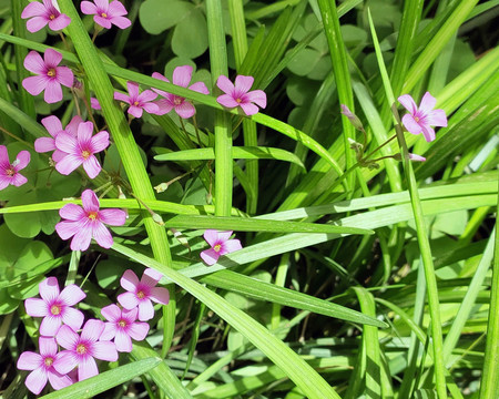 野菊花