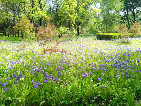 紫色花朵鸢尾树林