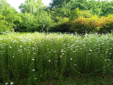 白色小花树林