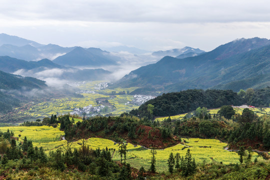 婺源江岭油菜花