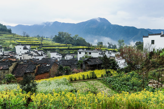 婺源江岭油菜花