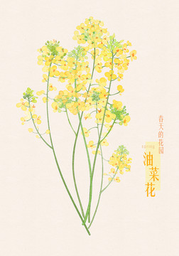 油菜花