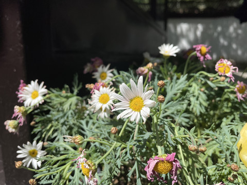 木筒蒿