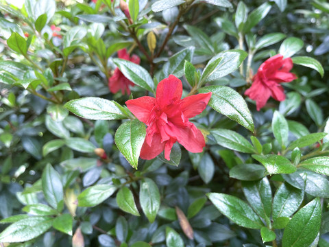 石榴花