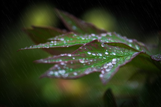 雨打残花