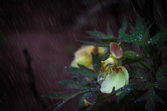 雨打残花