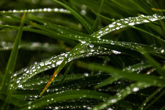 叶子上的雨滴