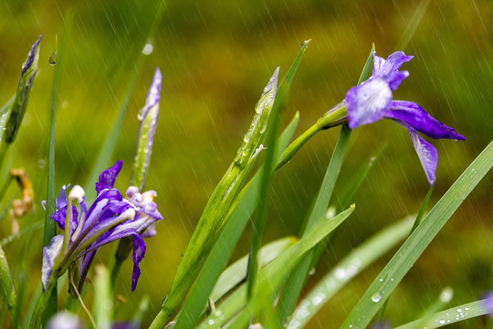 叶子上的雨滴