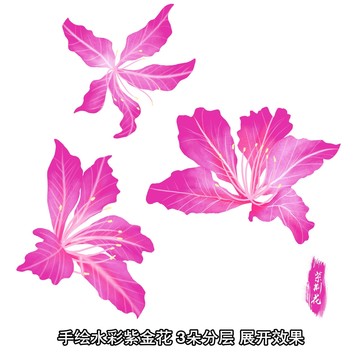 水彩紫荆花