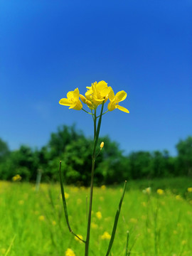 油菜花