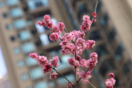 红色梅花盛开