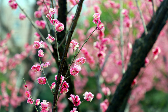 红色梅花盛开