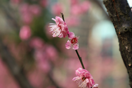 红色梅花盛开