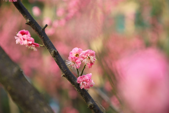 红色梅花盛开