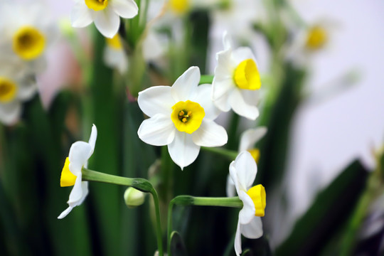 盛开的白色水仙花