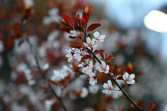 盛开的李花