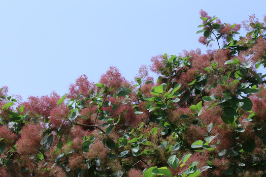黄栌花