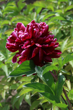 芍药花
