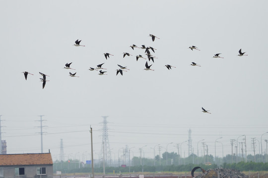 天空飞鸟