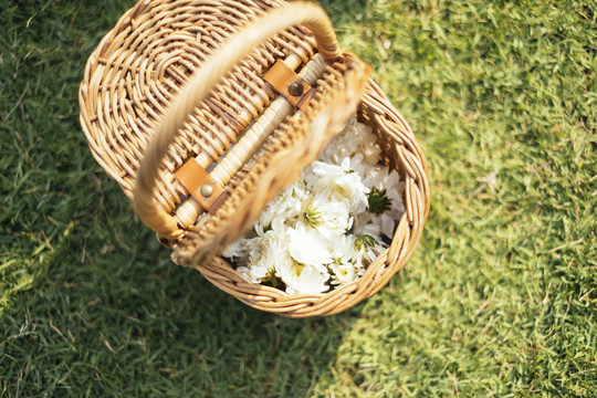 在一片开满白色小花的田野里，木篮的特写镜头。
