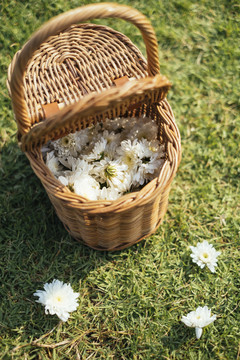 木篮的垂直镜头，在一片充满白色小花的田野里。