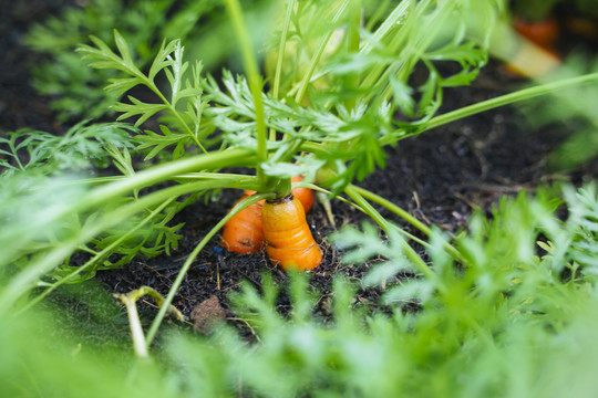 一堆小胡萝卜在温室里的泥土里长得很好。新鲜可口。