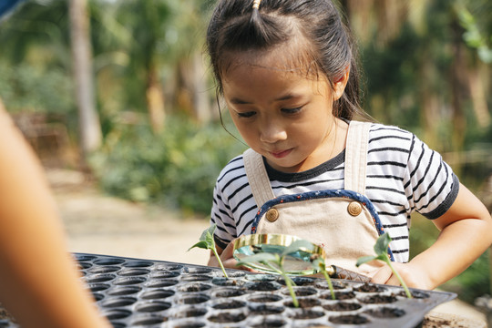 小女孩拿着放大镜检查小土盆上的小植物。