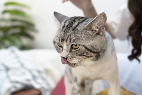 饥饿的猫和人类在客厅里等待食物。舔着它的嘴唇。