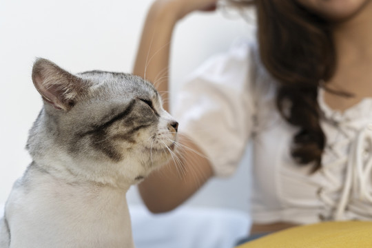 侧视图胖乎乎的毛茸茸的猫坐在沙发上的女人旁边。