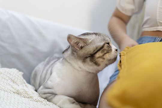 胖乎乎的毛茸茸的猫坐在沙发上的女人旁边。嗅和嗅人类。