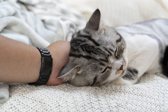 毛茸茸的胖乎乎的猫在沙发上休息，而人类的手在它的脸上摩擦。