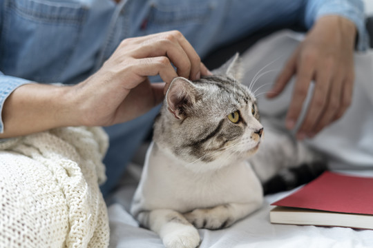 在沙发上和猫玩的人。人揉猫头。和猫玩。