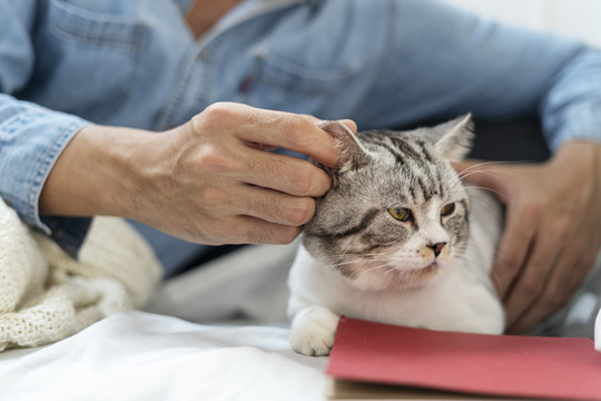 在沙发上和猫玩的人。人揉猫头。和猫玩。