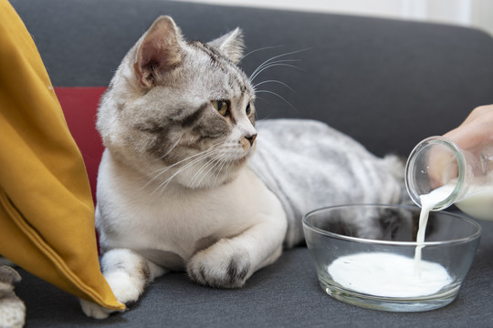 绒毛猫躺在沙发上。把牛奶倒进玻璃碗里。猫在喝牛奶。