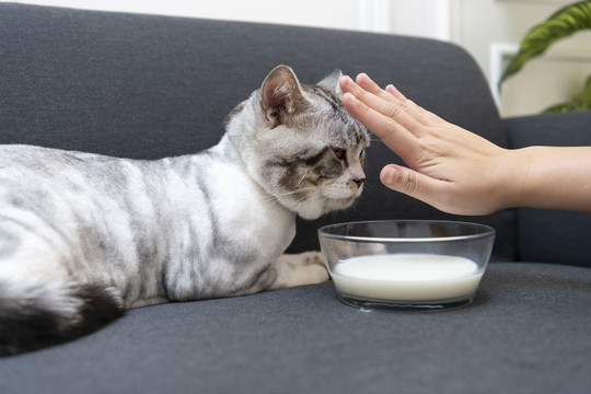 毛茸茸的猫试图喝玻璃碗里的牛奶。人类阻止猫喝酒。