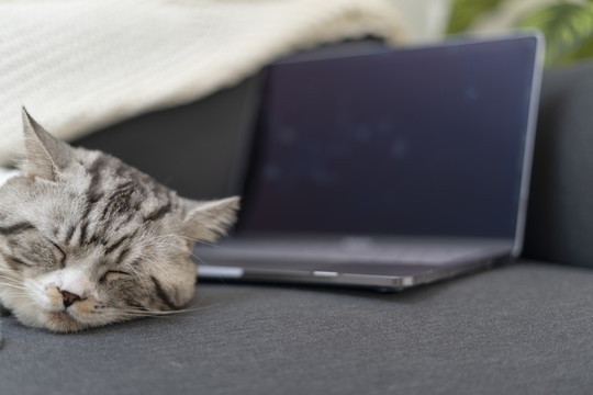 毛茸茸的猫在靠近笔记本电脑的沙发上休息。