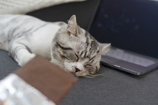 人类试图用食物引诱猫来唤醒它。猫睡在笔记本电脑旁边的沙发上。