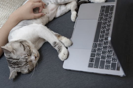 猫睡在笔记本电脑前阻止人类工作。