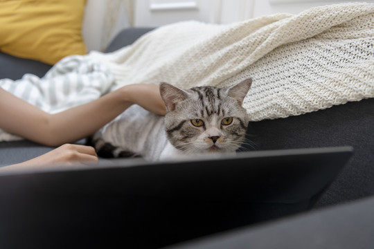 一只毛茸茸的猫躺在沙发上看电脑屏幕。猫的社交生活。