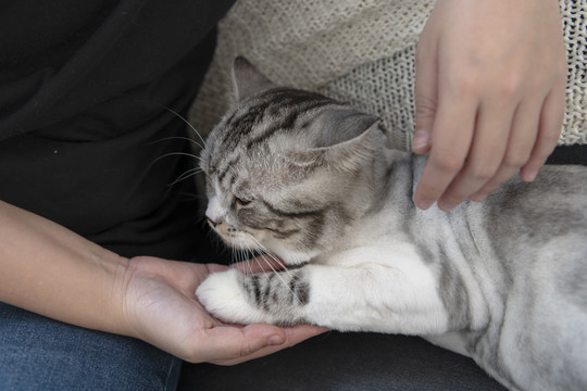 人类与毛茸茸的猫握手。握手和爪子。