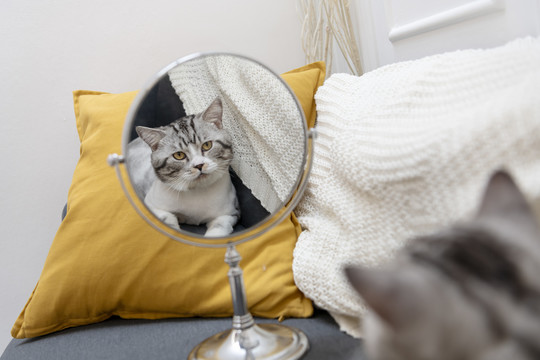 困惑的毛茸茸的猫在沙发上对着镜子看着自己。