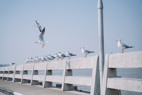 在晴朗的天气和蔚蓝的天空中，许多海鸥排成一行降落在码头上。