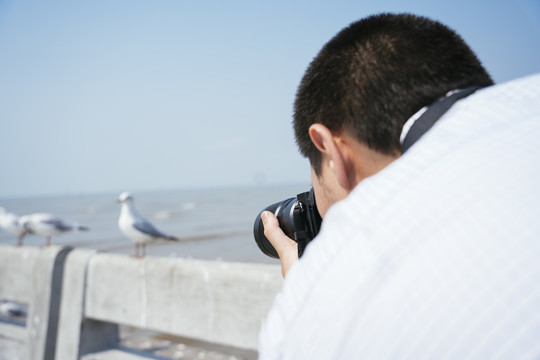 后视图-野生动物摄影师拍摄海鸥在海桥。