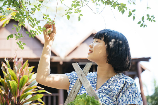 生态旅游-美丽的亚洲泰国鲍勃发型收获蔬菜水果从树上。