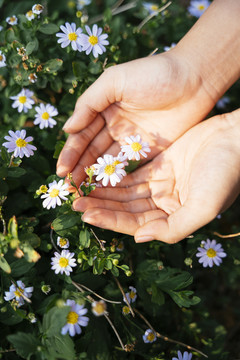 俯视图-手持花园植物中美丽白花的女人的手。